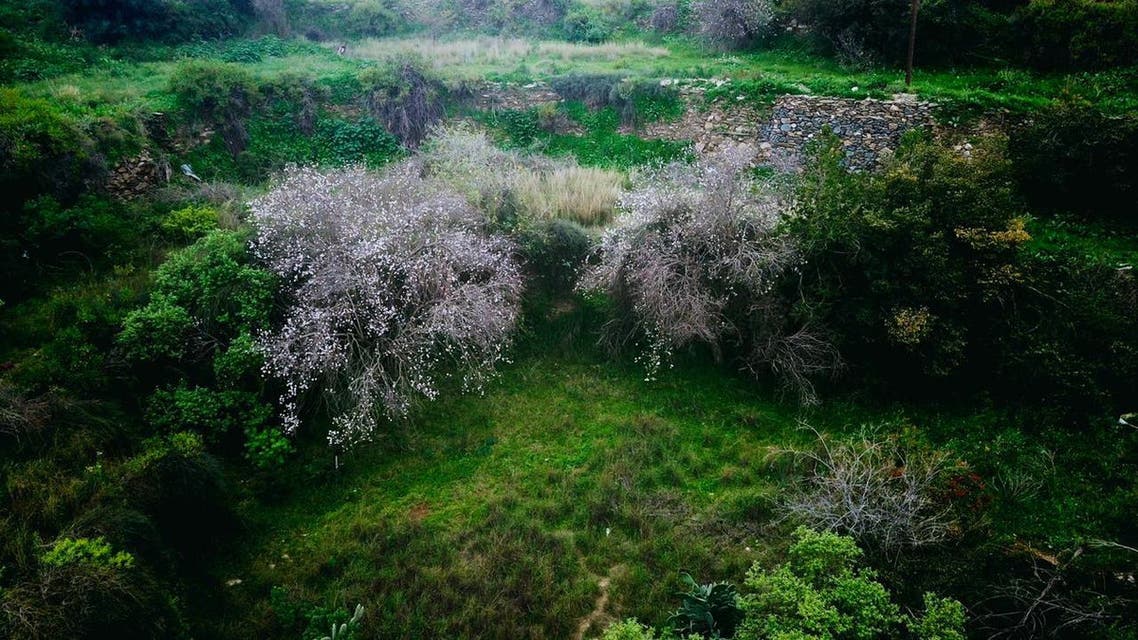 الباحہ