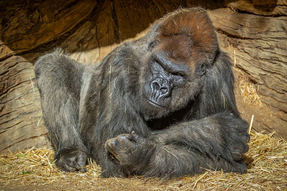 Gorillas have tested positive for COVID-19 at a California zoo. (Twitter)