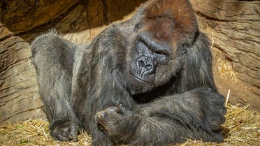 Gorillas have tested positive for COVID-19 at a California zoo. (Twitter)
