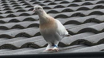 Pigeon gets reprieve in Australia after leg band was identified as fake