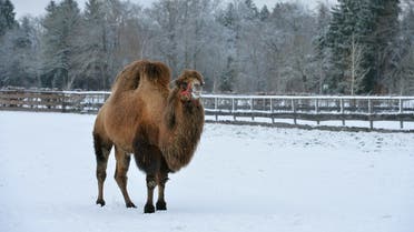 A file photo shows a camel stands on a snow covered field in Iffeldorf, southern Germany, Friday, Dec. 26, 2014. (AP/Kerstin Joensson)
