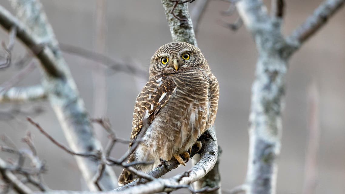 An Asian Barred Owlet sits on a wild pear tree in Dharmsala, India. (AP)