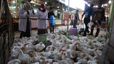 A file photo shows Iraqi vets check chickens that entered Iraq from Turkey at a market in the southern port city of Basra on February 25, 2016. (Haidar Mohammed Ali/AFP)