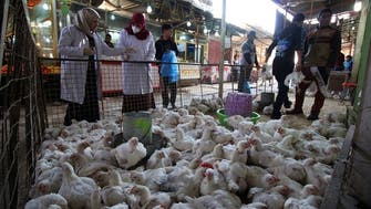 Iraq scrambles to contain bird flu outbreak among livestock
