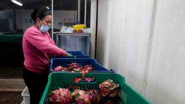 A woman sorts and packs dragon fruits, also known as Pitaya, for export at a facility of fruit exporter Tropisol at the town of La Concha, Nicaragua July 5, 2017. (Reuters/Oswaldo Rivas)