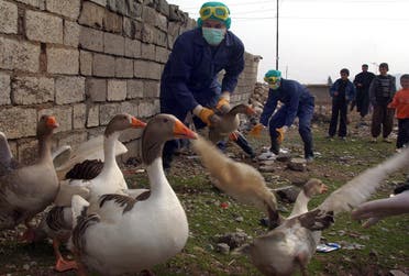 Iraqi health workers collect ducks from local village farms, Wednesday, Feb. 8, 2006, on the outskirts of Sulaimaniyah, 260 kilometers (160 miles) northeast of Baghdad, Iraq.  (AP)