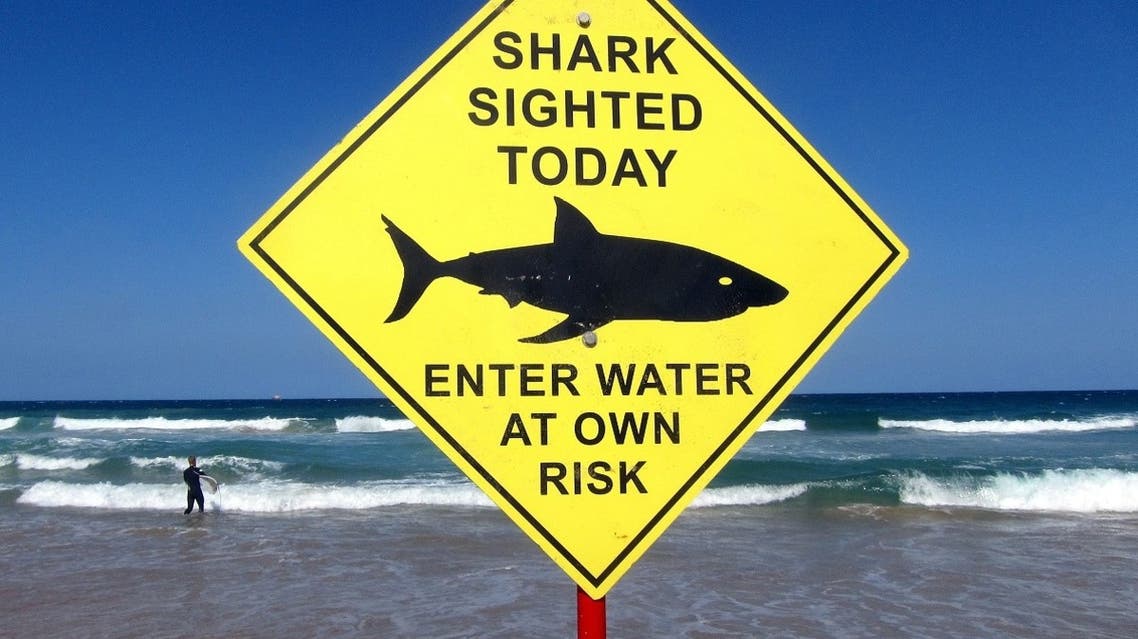 A surfer carries his board into the water next to a sign declaring a shark sighting on Sydney’s Manly Beach, Australia. (File photo: Reuters)
