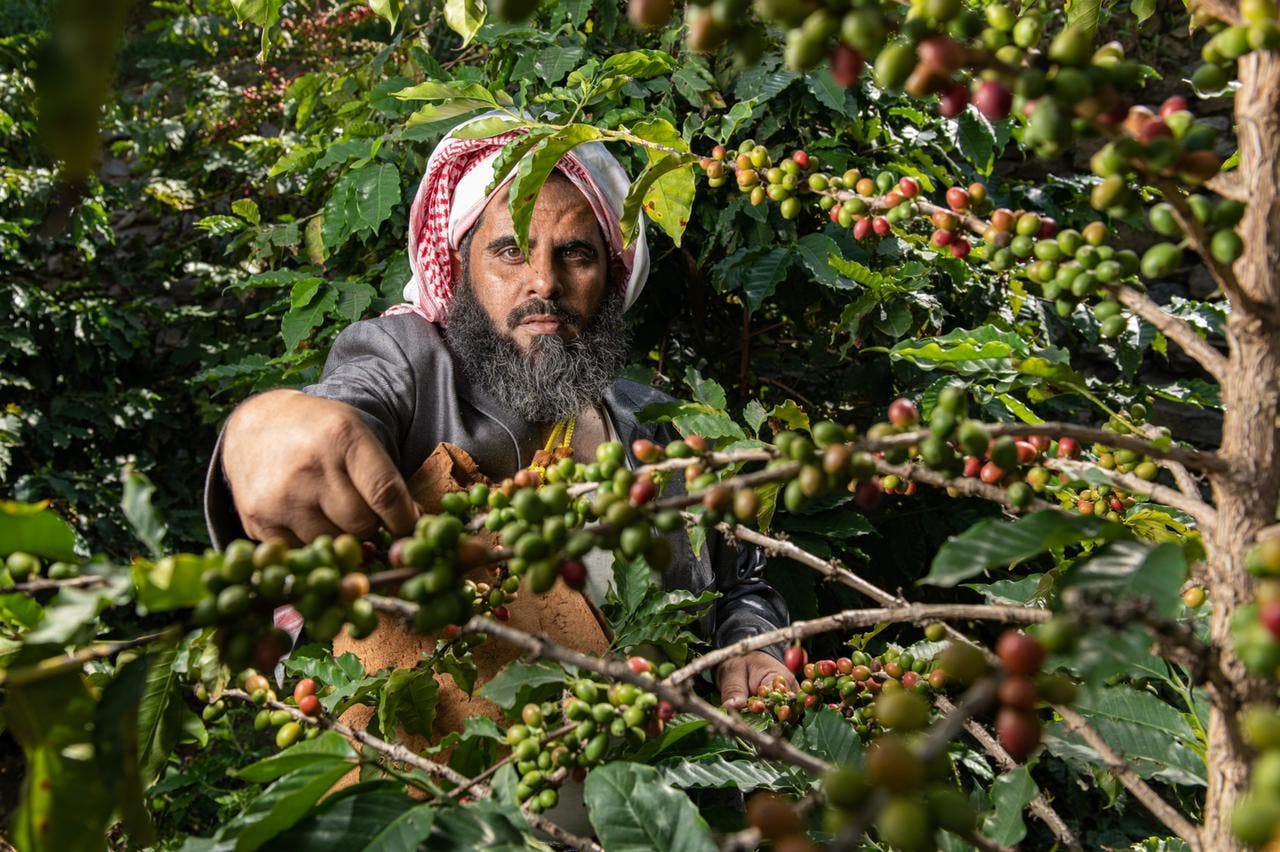 KSA: coffee fields