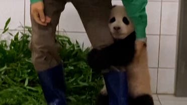 Baby panda Fu Bao clings on to a zookeeper. (Screengrab)