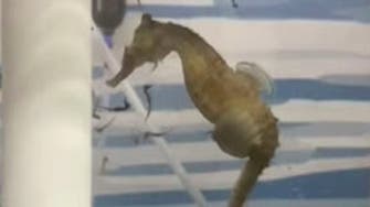 Watch: Endangered male seahorse gives birth at Sydney aquarium 