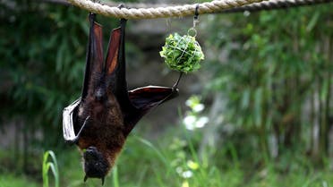 A fruit bat eats lettuce as it hangs from a rope (AFP)