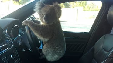 This photo released by Nadia Tugwell, shows a koala inside Tugwell's car in Adelaide, Australia on Monday, Feb. 8, 2021. (AP)