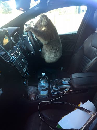 This photo released by Nadia Tugwell, shows a koala inside Tugwell's car in Adelaide, Australia on Monday, Feb. 8, 2021. (AP)