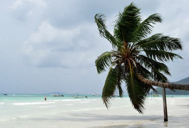 View a palm tree on a beach on Praslin island, Seychelles (AFP)