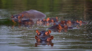 Hippos stay submerged in the lake at the Hacienda Napoles Park in Puerto Triunfo, Colombia, Wednesday, Feb. 12, 2020. (AP)