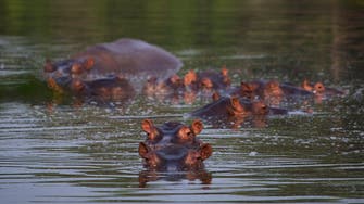 Calls for culling of Pablo Escobar’s hippos over threats to biodiversity: Scientists