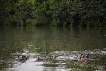 Hippos stay submerged in the lake at the Hacienda Napoles Park in Puerto Triunfo, Colombia. (AP)