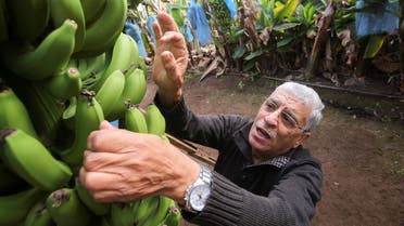 Algerian farmer Mostefa Mazouzi checks on bananas at his banana farm in Sidi Fredj. (Reuters)