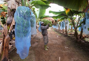 Worker carries a bunch of bananas at Mostefa Mazouzi's banana farm in Sidi Fredj. (Reuters)