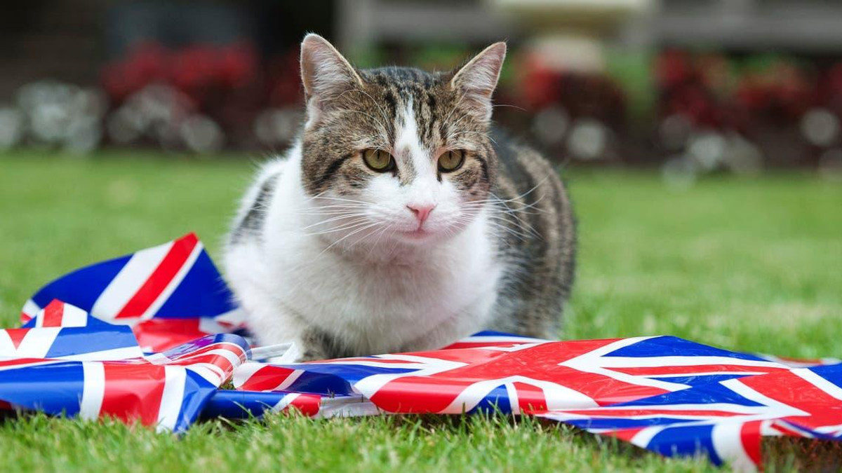 The first cat to take office at the British government headquarters 