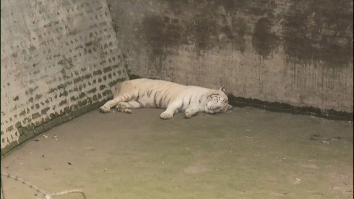 White tiger cubs die at zoo from suspected COVID-19 - CGTN