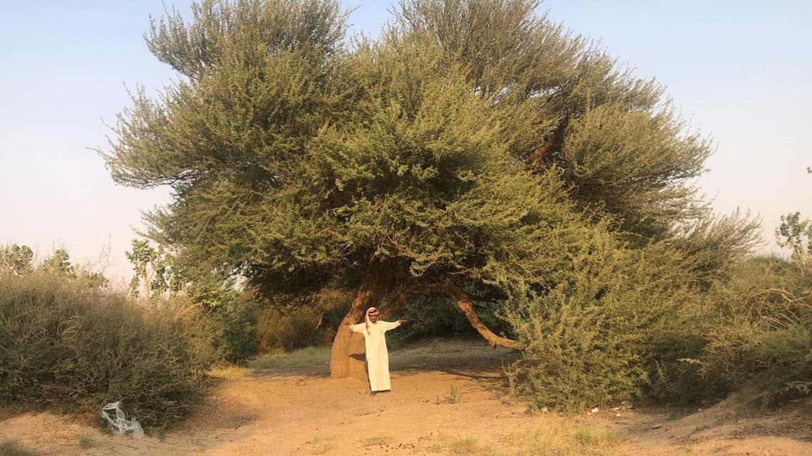 Saudi fights desertification and guides trees for 26 years