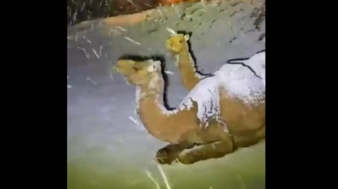 ثلوج على ظهور الجمال في تبوك