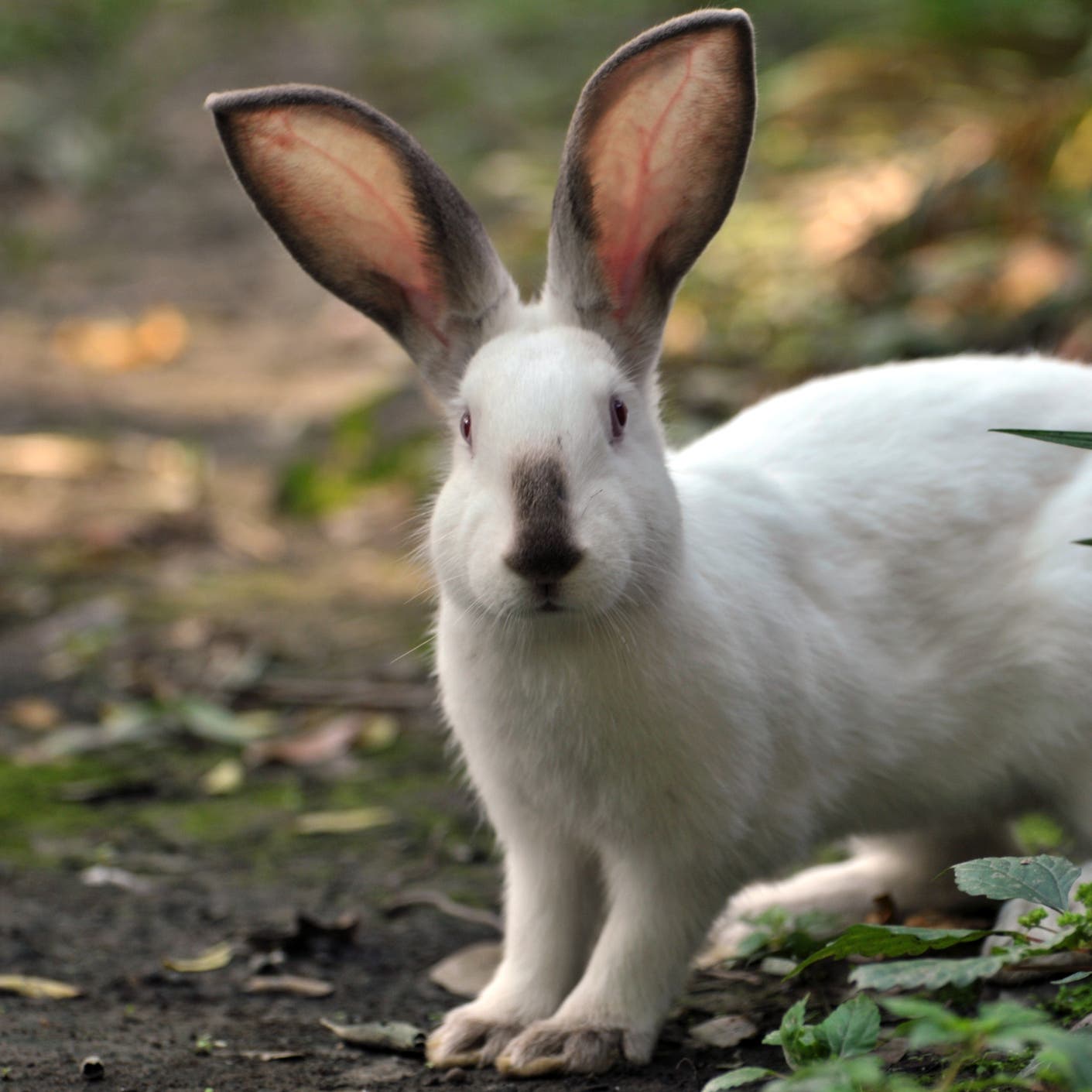 غرير النمس والأرانب.. بحث مفاجئ من الصحة العالمية بووهان
