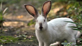 غرير النمس والأرانب.. بحث مفاجئ من الصحة العالمية بووهان