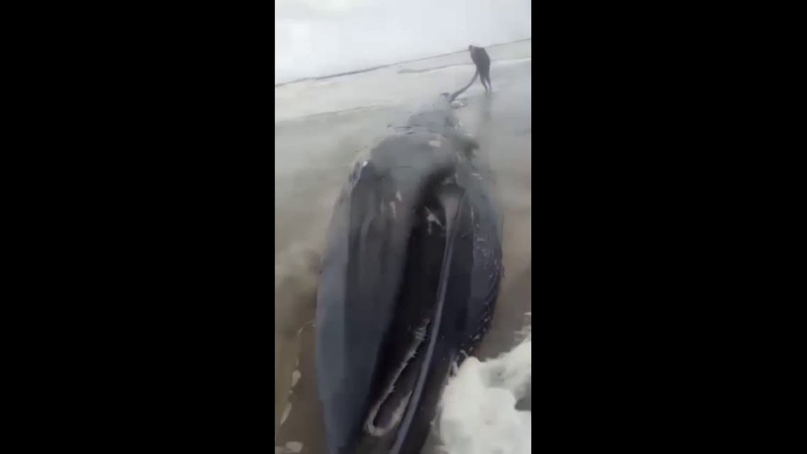 Egyptdeadwhale