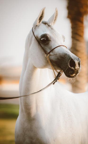 For this reason, a Saudi excels in photographing Arabian horses 