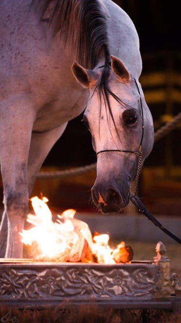 For this reason, a Saudi excels in photographing Arabian horses 