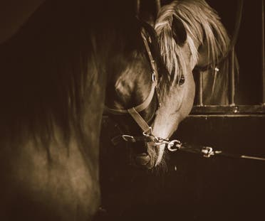 For this reason, a Saudi excels in photographing Arabian horses 