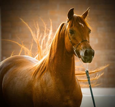 For this reason, a Saudi excels in photographing Arabian horses 