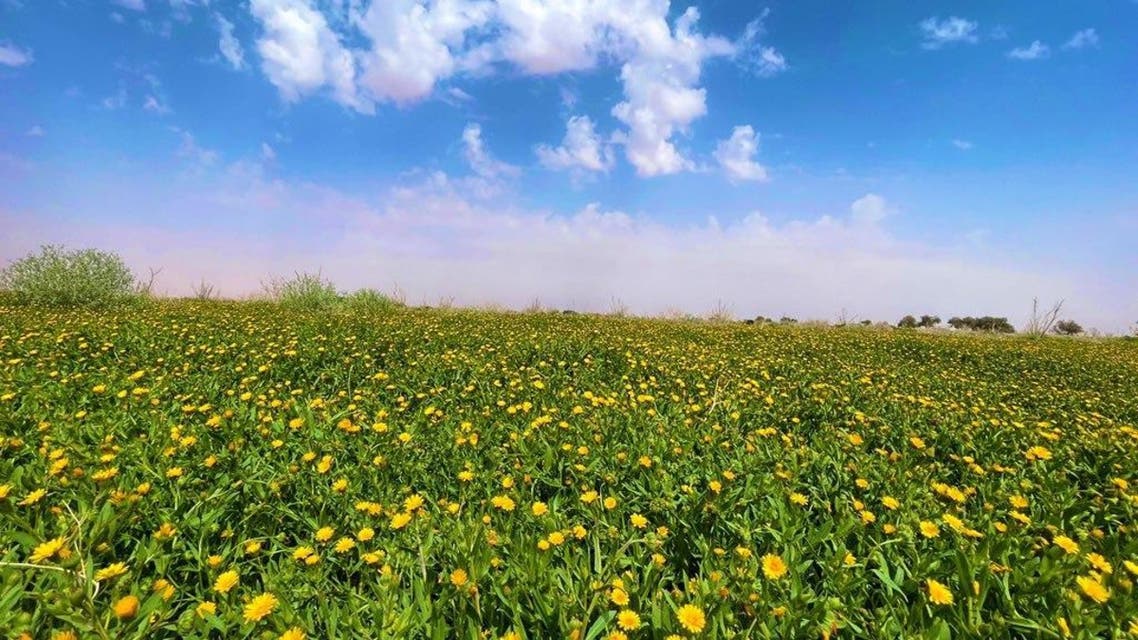 Watch how the historic "sebla" turned into a flower garden with rain