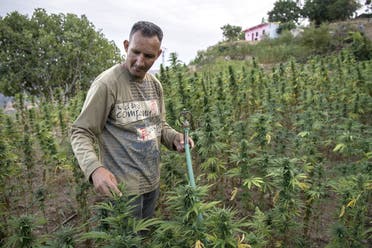 A villager stands in a field of cannabis near the town of Ketama in Morocco's northern Rif region on September 2, 2019. (AFP)