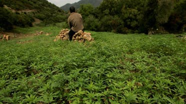 A farmer guards his plantation of cannabis near Chefchaouen, March 27, 2008. (Reuters)