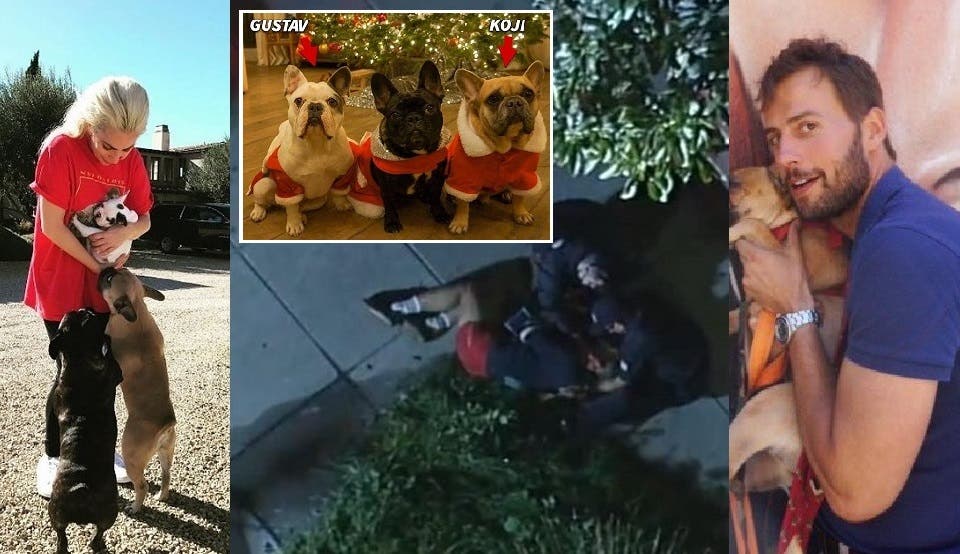 فيشر، مربي الكلاب، وصورة أثناء إسعافه، وفي الإطار الكلبان المخطوفان، والمقيمان منذ 2015 مع المطربة، وصورة لها مع الثلاثة