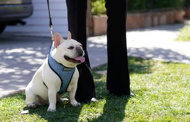 A French bulldog sits near an area on North Sierra Bonita Ave. where Lady Gaga's dog walker was shot and two of her French bulldogs stolen, Thursday, Feb. 25, 2021. (AP)