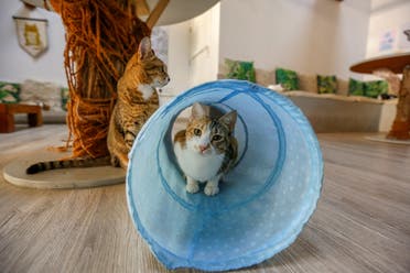 A cat is seen at the Ailuromania Cat Cafe, where customers can relax among purring felines or adopt a stray cat in Dubai, United Arab Emirates February 24, 2021. Picture taken February 24, 2021. (Reuters)