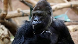 At least 90 pct of gorillas at US zoo test positive for COVID-19