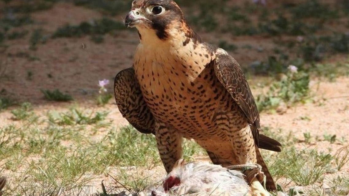 صقور