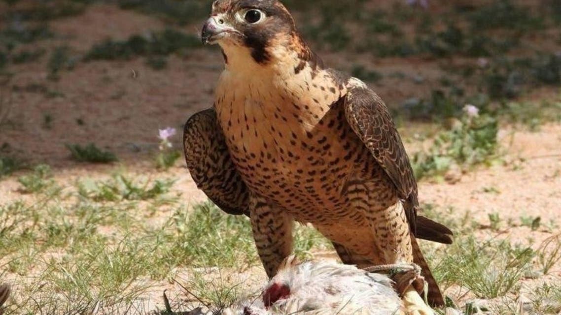 Falcon