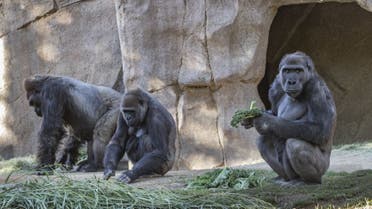 This handout photo obtained January 21, 2021 courtesy of the San Diego Zoo Global shows, a Gorilla Troop at the San Diego Zoo Safari Park that tested Positive for Covid-19. (AFP)