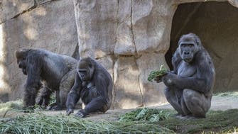 Gorillas at Atlanta zoo in US being treated for COVID-19 after testing positive