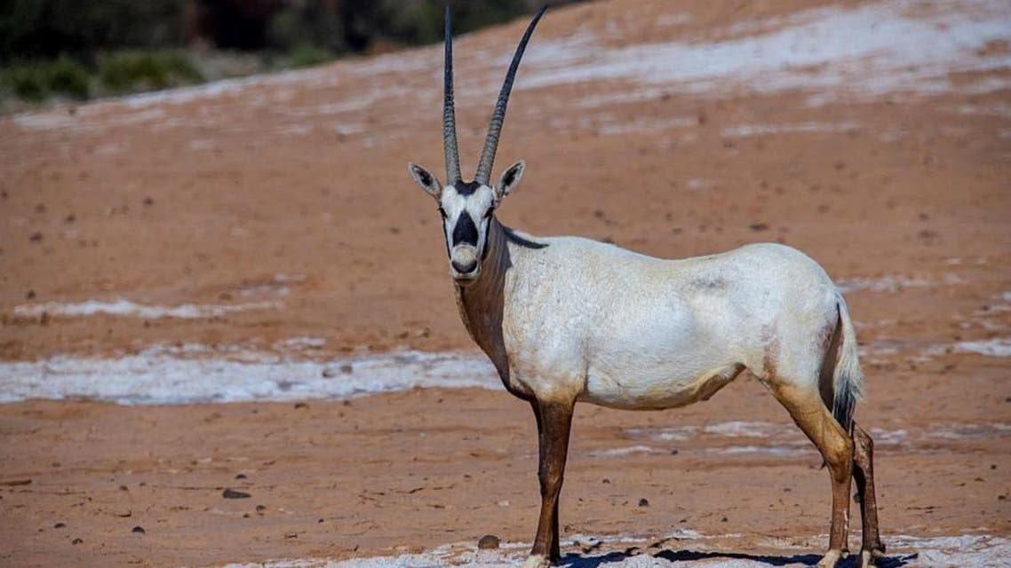 KSA: Wild life