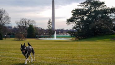Major, one of the family dogs of US President Joe Biden and First Lady Jill Biden, explores the South Lawn. (Reuters)