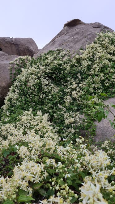 الباحہ کی پہاڑیوں پر اگنے والا نایاب جنگلی گل یاسمین