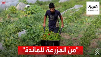 بدون وسيط.. مبادرة لدعم المزارعين في فلسطين