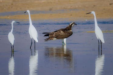  زرد جھیل میں سالانہ بڑی تعداد میں پرندے دوسرے ملکوں سے آتے ہیں اور کئی ماہ تک یہاں قیام کرتے ہیں